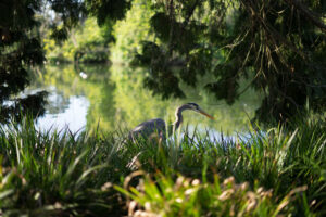 Blue heron next to Stow Lake in Golden Gate Park